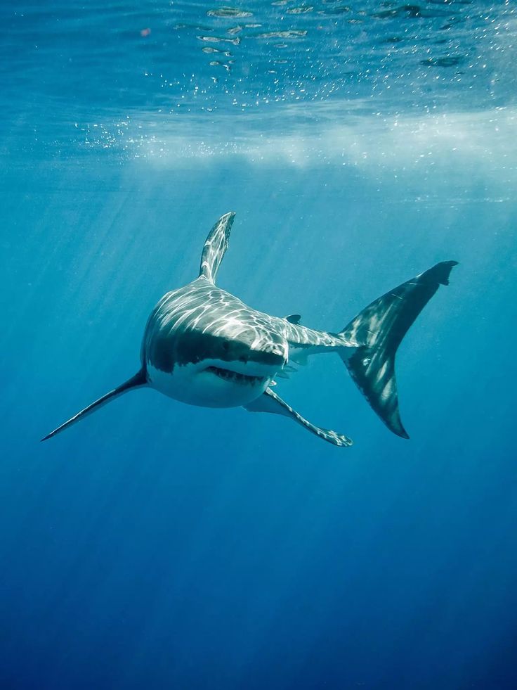 a great white shark swimming in the ocean