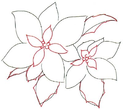 a drawing of poinsettia flowers on a white background