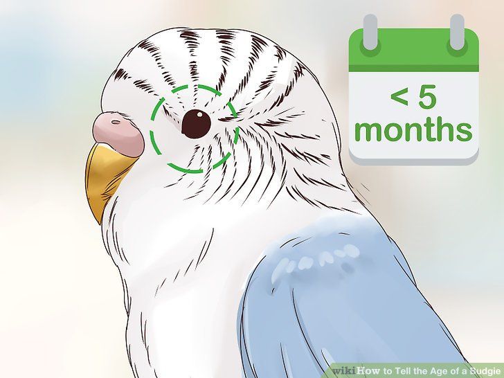 a blue and white bird sitting on top of a table next to a sign that says 5 months