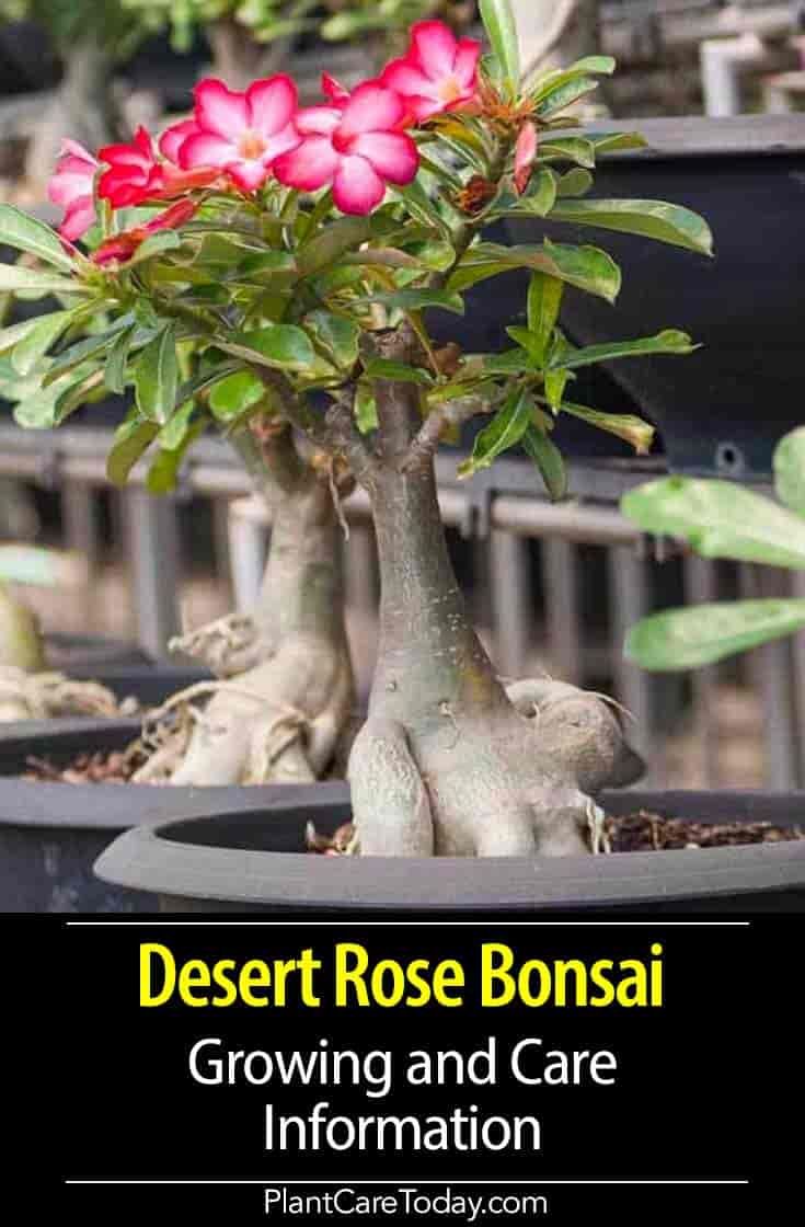 a bonsai tree with pink flowers growing in it and the words desert rose bonsai growing and care information