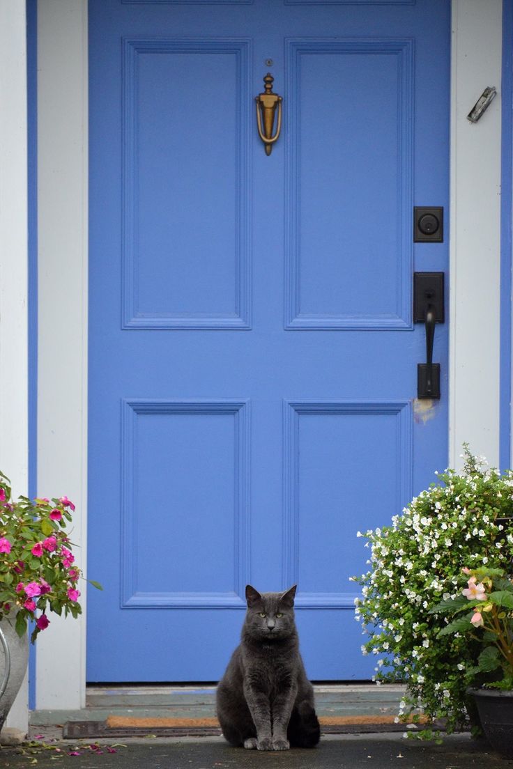 a cat sitting in front of a blue door with potted flowers on the side