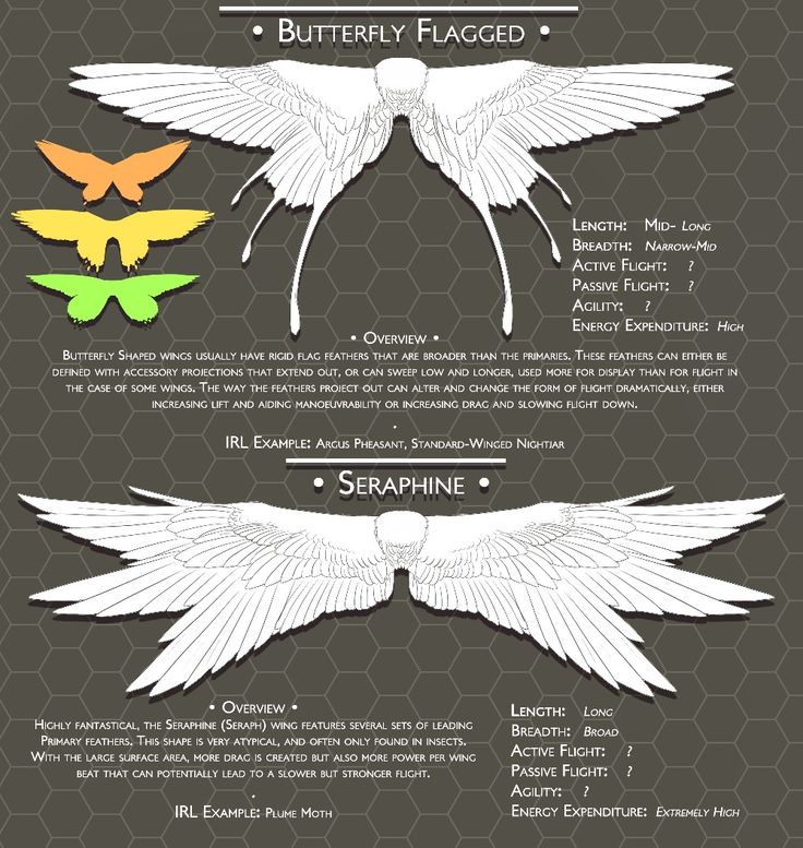 an info sheet showing the different types of wings and their functions in each wing shape