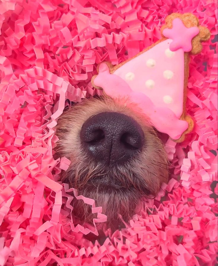 a dog with a party hat laying on pink shredded paper