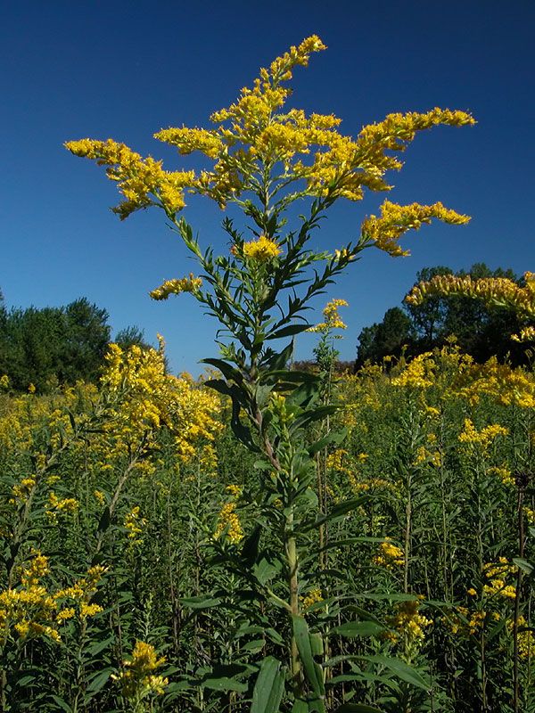 yellow flowers are growing in the middle of a field with blue skies behind them and green grass