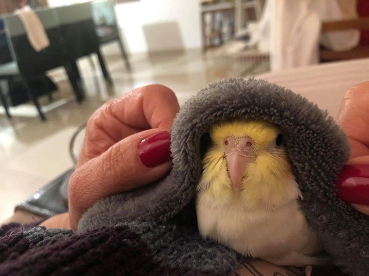 a small yellow and white bird wrapped in a blanket on someone's hand with red nails