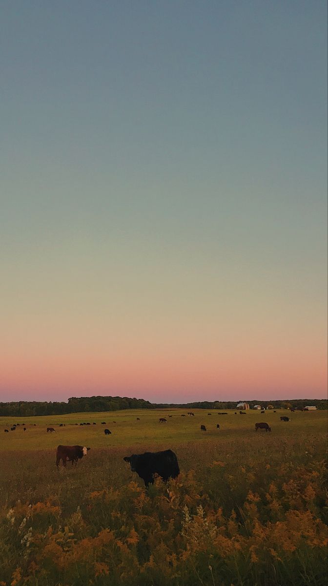 several cows grazing in a field at sunset