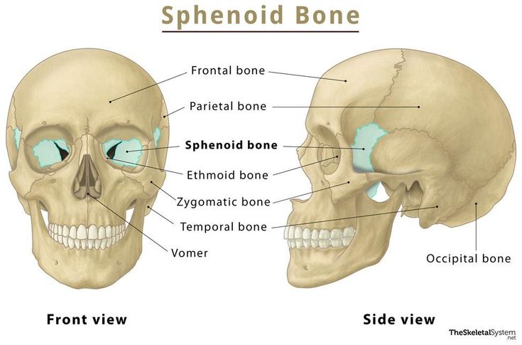 an image of two human skulls labeled in the name sphenoidi and side view