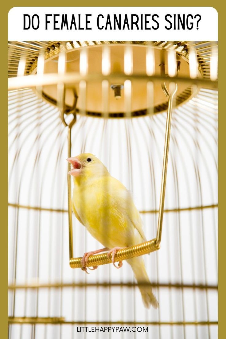 a yellow bird sitting in a cage with the words do female canariess sing?