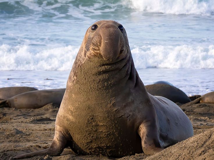 a walpopo laying on the sand at the beach