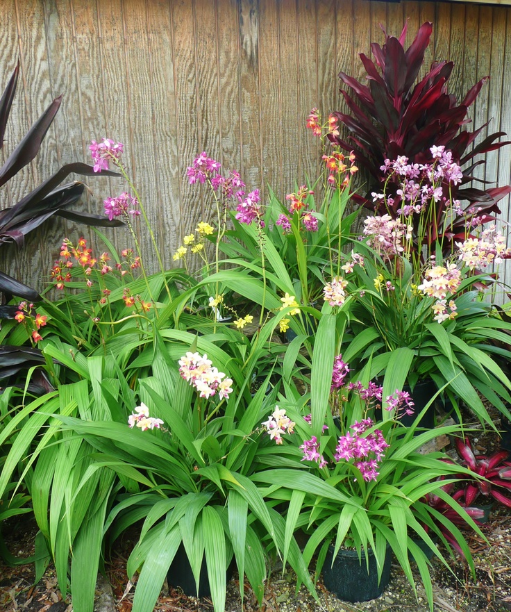 various plants and flowers in front of a wooden fence