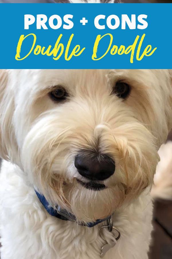 a white dog with the words what is a double doodle? on it's forehead