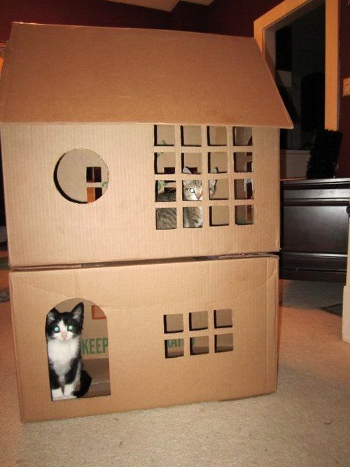 a black and white cat sitting in a cardboard house