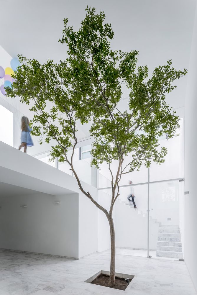 a small tree is in the middle of a room with white walls and flooring