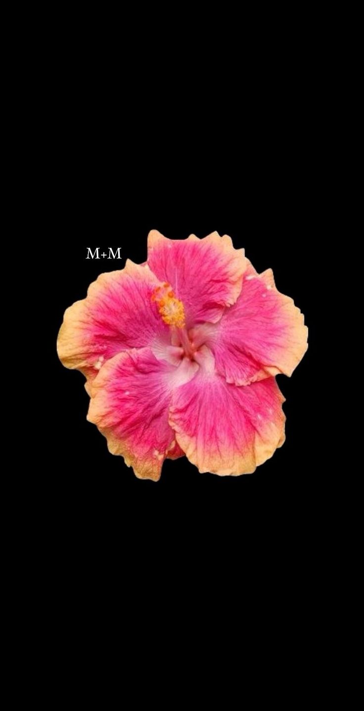 #initials #flowers #fyp #fypage | a+a flower wallpaper | TikTok Hibiscus Flower Wallpaper Aesthetic, Flower Lockscreen, Flowers Black Background, Graffiti Wallpaper Iphone, Cute Summer Wallpapers, Flower Icons, Flower Iphone Wallpaper, Nothing But Flowers, Iphone Wallpaper Photos