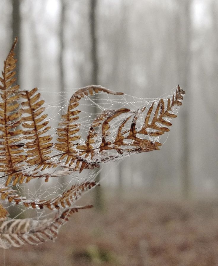 some kind of plant that is in the woods