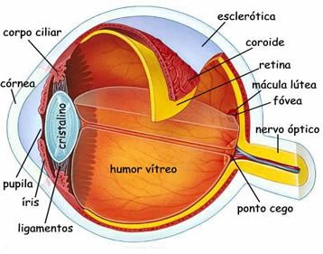 the structure of an eye with all its parts labeled in spanish and latin words on it