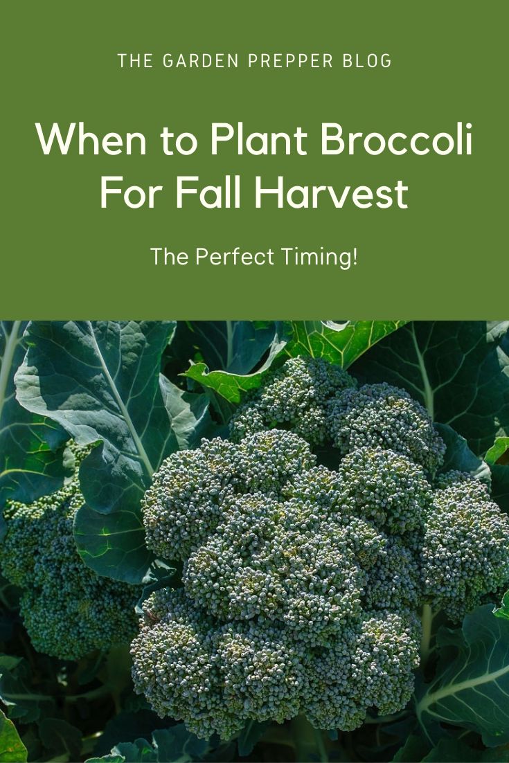 broccoli growing in the garden with text that reads, when to plant broccoli for fall harvest