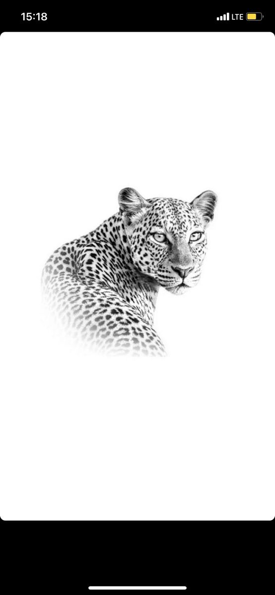 a black and white photo of a leopard