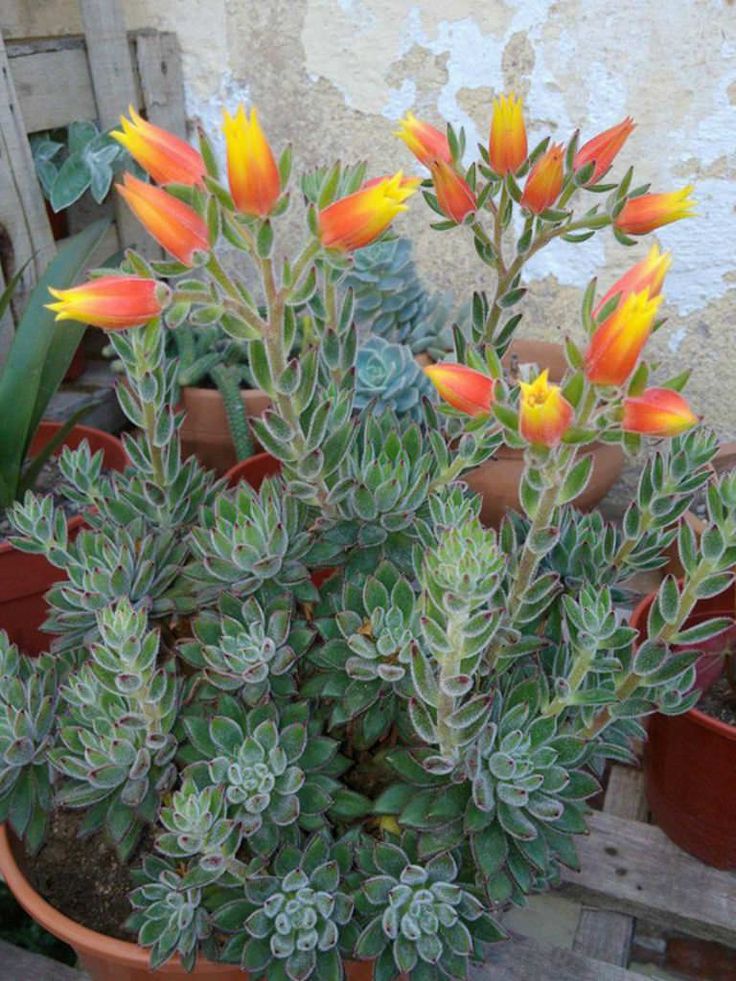 a potted plant with yellow and green flowers in it's center surrounded by other plants