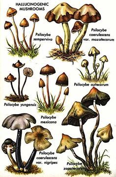 the different types of mushrooms are shown in this illustration