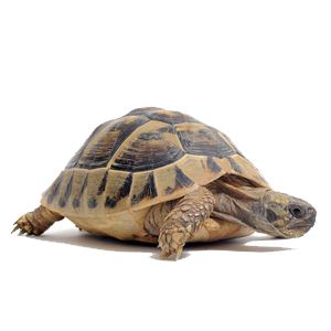 a small turtle sitting on top of a white surface with its head turned to the side