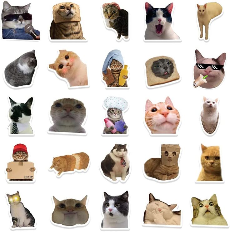 many different types of cats with hats on