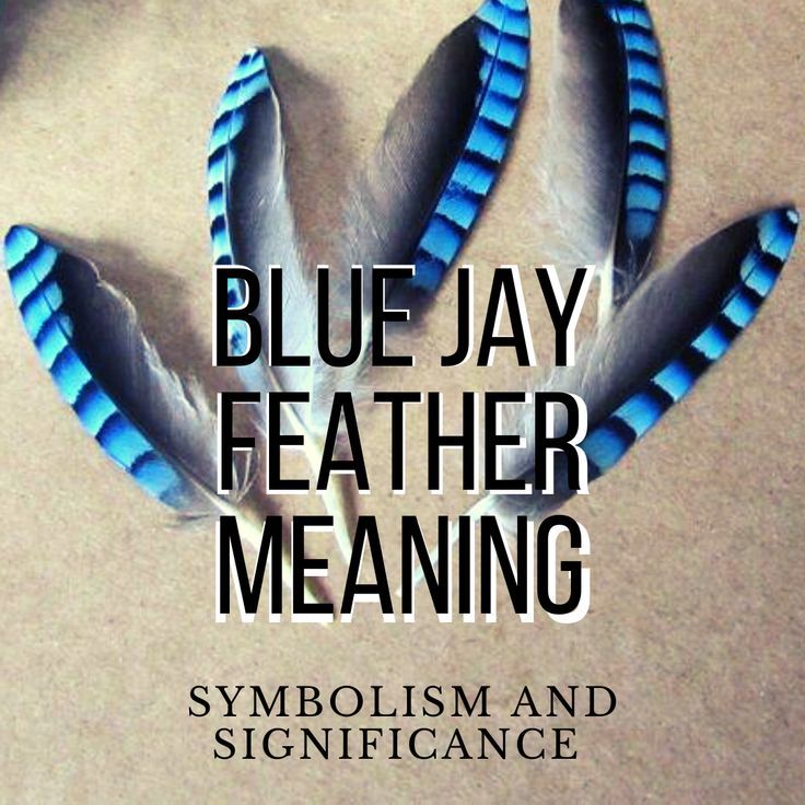 blue jay feather meaning Blue Jay Feather Meaning, Blue Jay Meaning, Feather Color Meaning, Blue Jay Tattoo, Bird Meaning, Feather Magic, Small Feather Tattoo, Blue Jay Feather, Feather Symbolism