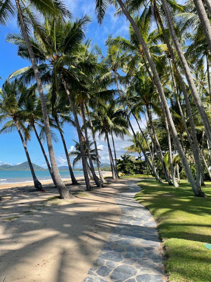 palm trees line the path to the beach