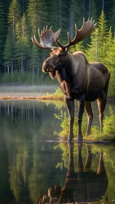 a moose is standing in the water with its mouth open