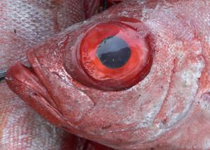 a close up of some fish with red eyes