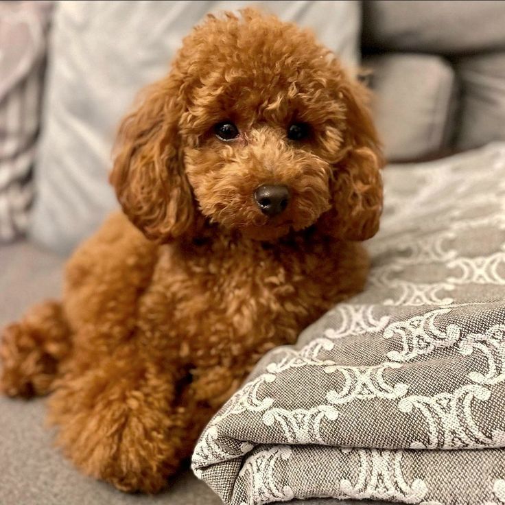 a brown poodle sitting on top of a couch next to pillows and pillow cases