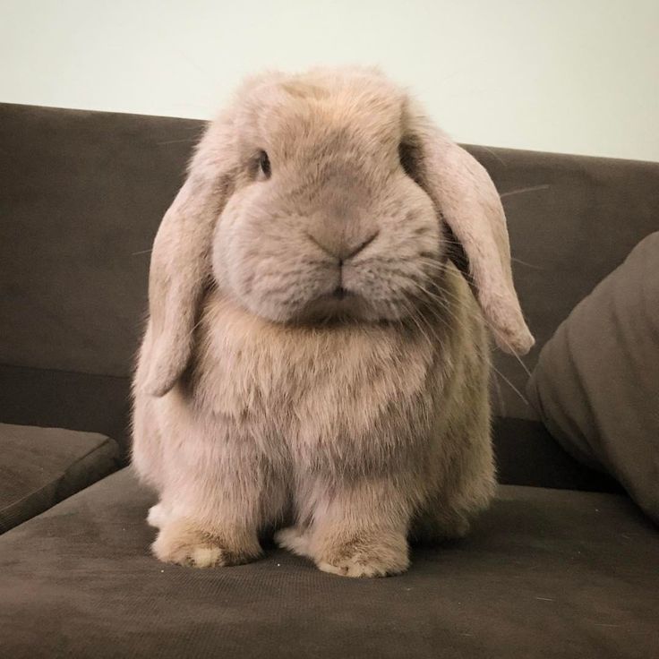 a stuffed rabbit sitting on top of a couch