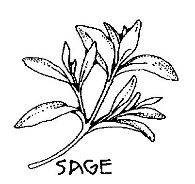 the word sage written in black ink on a white background with leaves and flowers around it