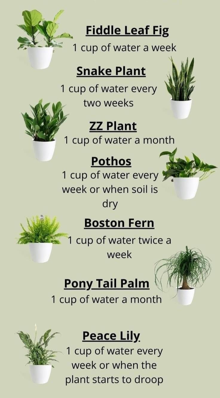 the house plant watering chart is shown in this graphic, which shows how to use it