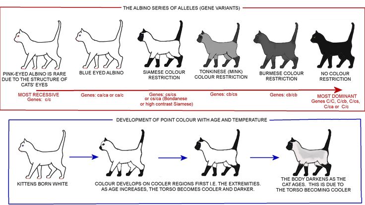 the different types of cats are shown in this diagram, and each one is labeled with an arrow