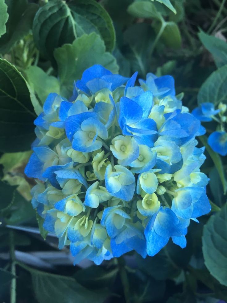 blue and yellow flowers with green leaves in the background