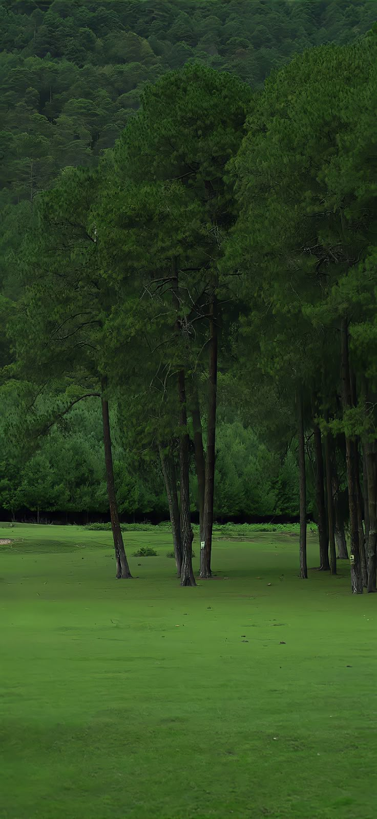 a couple of trees that are standing in the grass