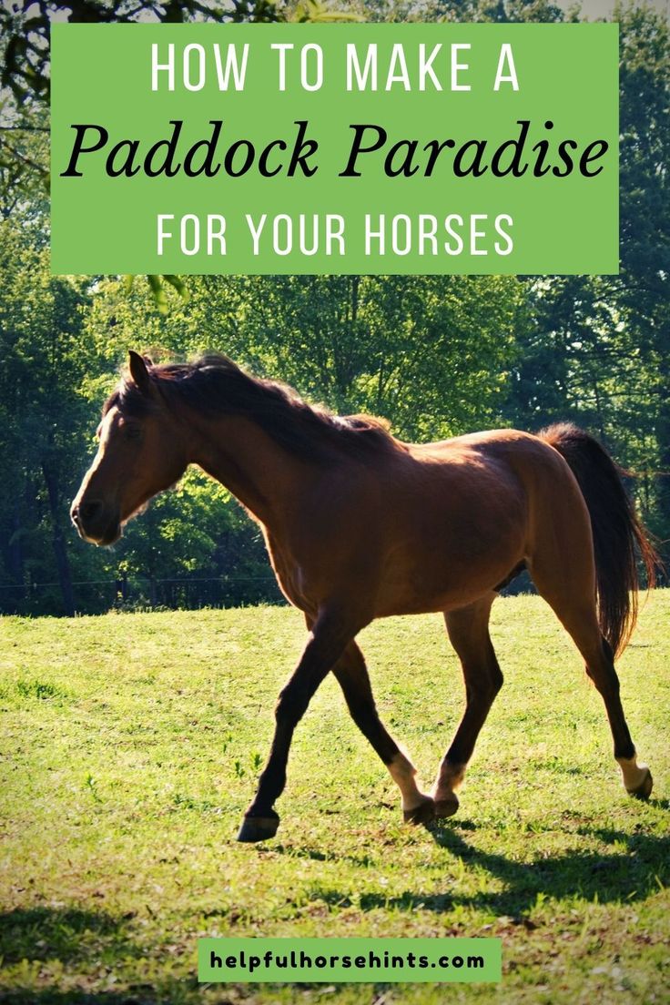 a brown horse walking across a lush green field with the words how to make a paddock paradise for your horses