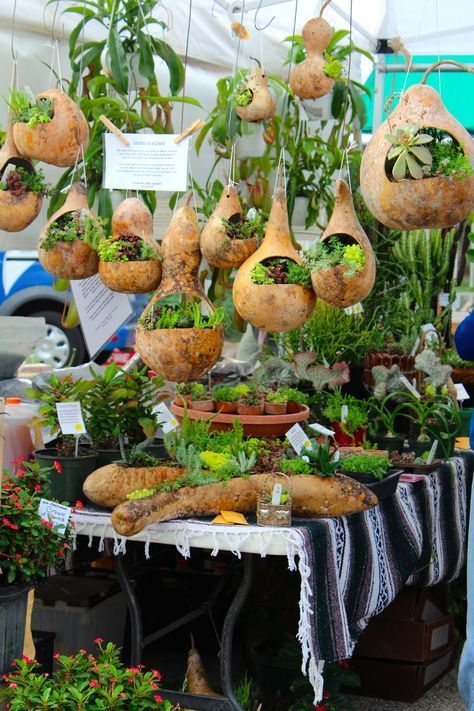 many potted plants are hanging from the ceiling