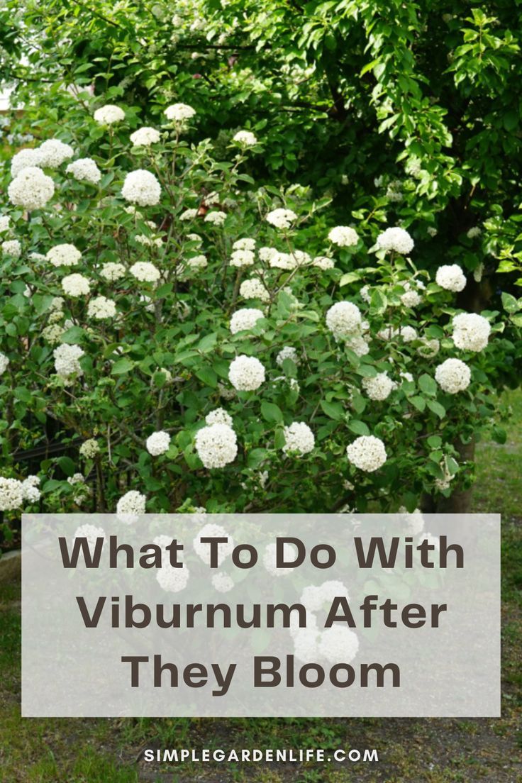 What to do with viburnum after they bloom by simplegardenlife.com Evergreen Plants, Flower Care, Flowering Shrubs, Growing Tree, Plant Food, Trees And Shrubs, Green Thumb, Gardening Tips, Outdoors Adventure