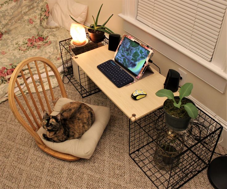 a cat sitting on a chair in front of a desk with a laptop computer and potted plants