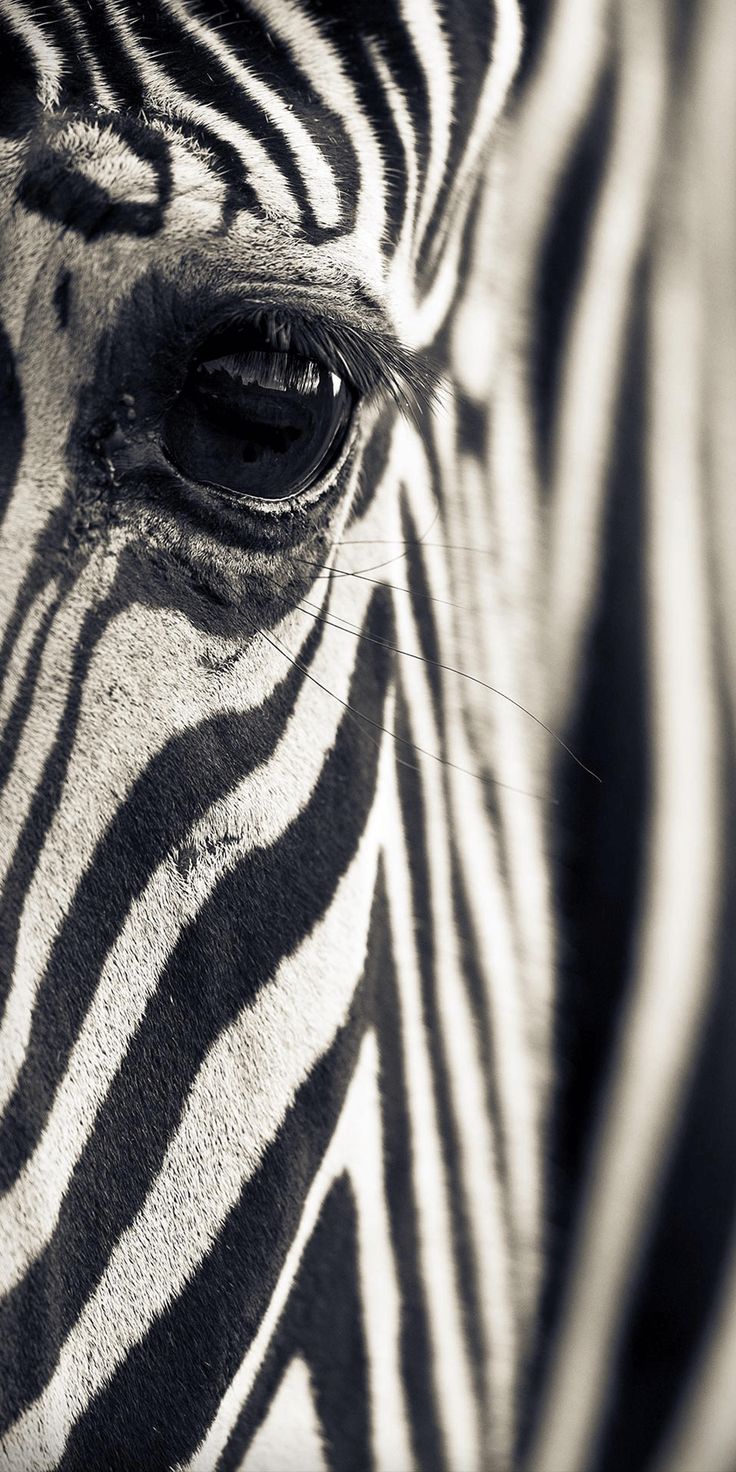 the eye of a zebra is seen in this black and white photo