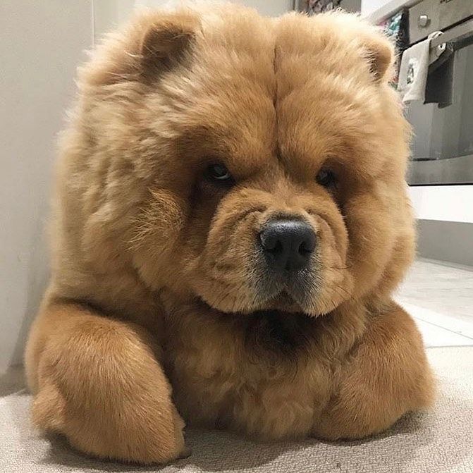 a large brown teddy bear laying on the floor