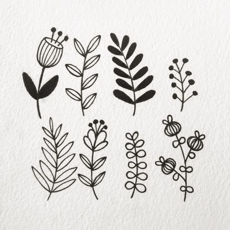 various plants drawn in ink on paper