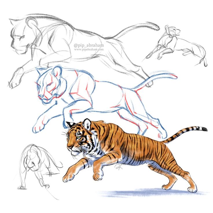 an image of three tigers running in the same direction with other animals behind them on a white background