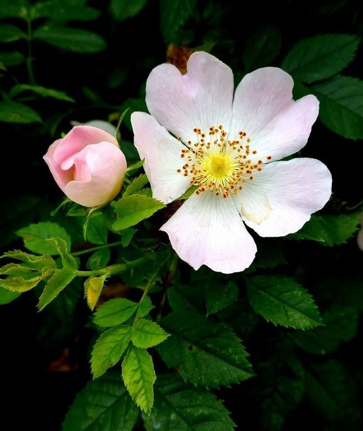 two white and pink roses with green leaves