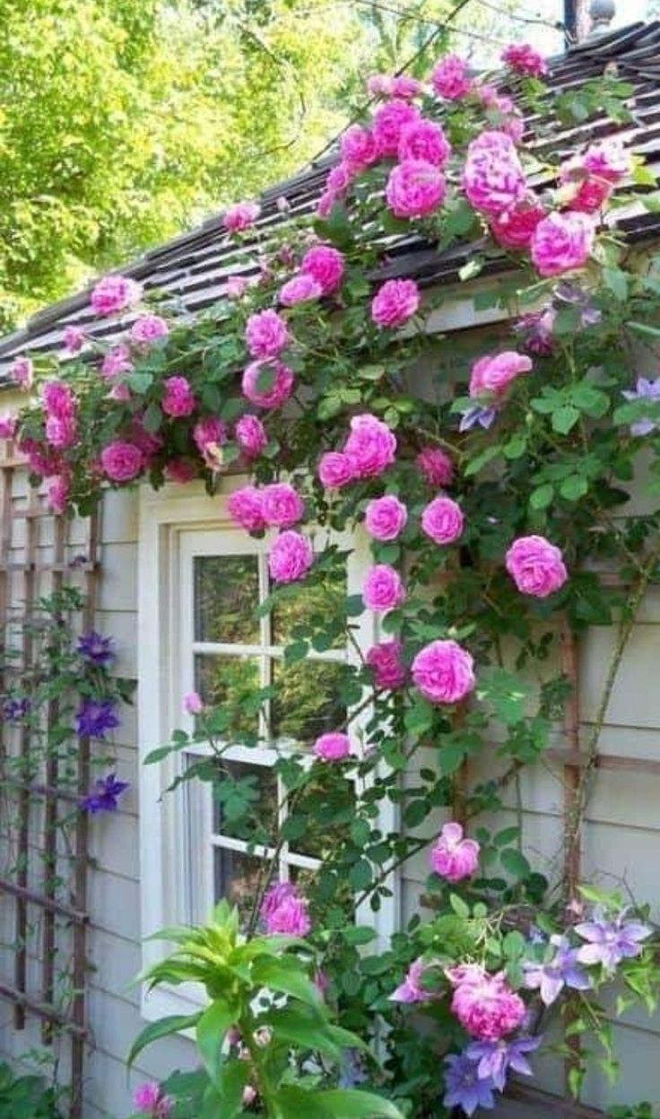 pink roses growing on the side of a house with purple and blue flowers around it