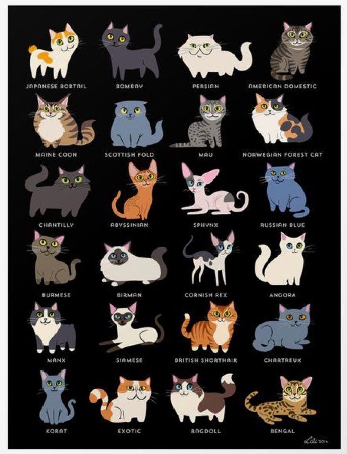 an image of cats in different colors on a black background with the names of them