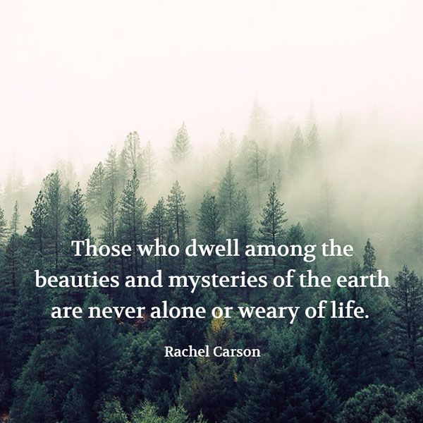 a forest filled with lots of trees covered in fog and mist, with the quote those who