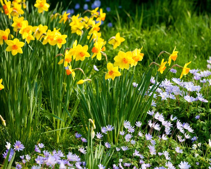 yellow and white flowers are growing in the grass near some other flowers on the ground